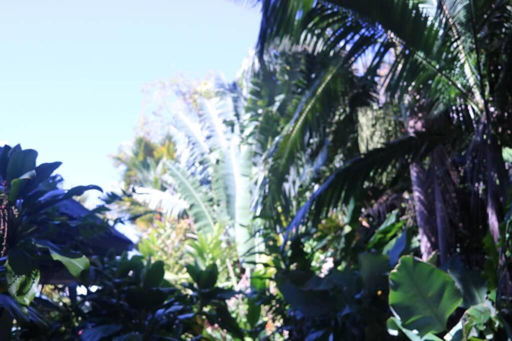 Villa Beauty Tiny Walk To Sea Port Douglas Esterno foto