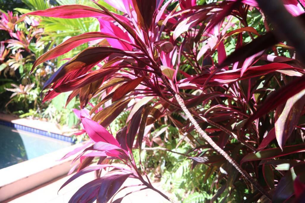 Villa Beauty Tiny Walk To Sea Port Douglas Esterno foto